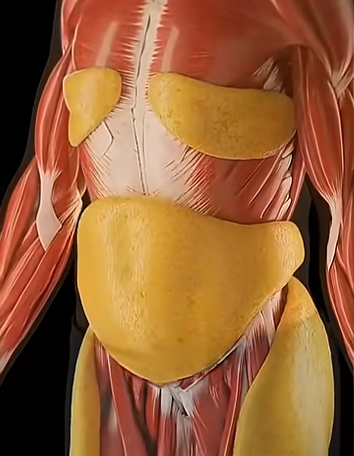 Mind-Blowing Simulation Reveals What 36 Hours Of Fasting Really Does To Your Body Mind-Blowing Simulation Reveals What 36 Hours Of Fasting Really Does To Your Body
