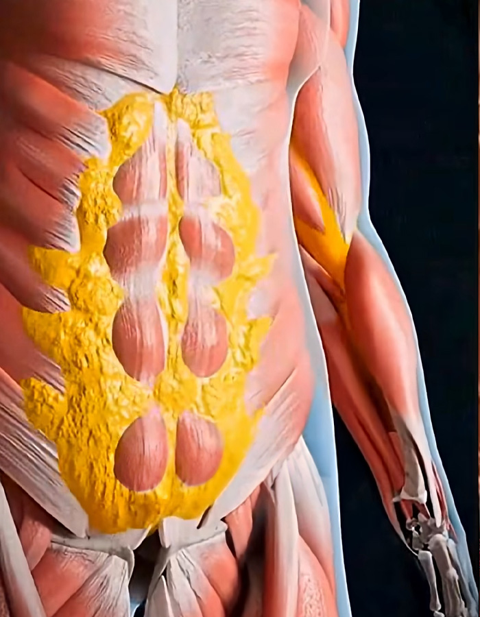 Mind-Blowing Simulation Reveals What 36 Hours Of Fasting Really Does To Your Body Mind-Blowing Simulation Reveals What 36 Hours Of Fasting Really Does To Your Body