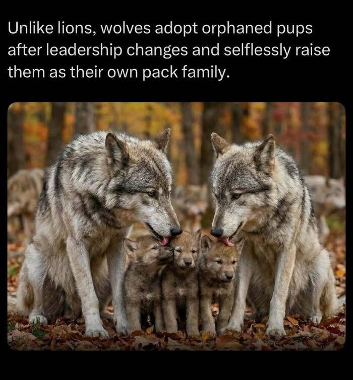 Time Spent Learning About Animals Is Never Wasted, So Here Are 73 Curiosities You Might Appreciate Time Spent Learning About Animals Is Never Wasted, So Here Are 73 Curiosities You Might Appreciate