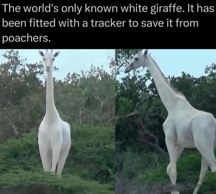 Time Spent Learning About Animals Is Never Wasted, So Here Are 73 Curiosities You Might Appreciate Time Spent Learning About Animals Is Never Wasted, So Here Are 73 Curiosities You Might Appreciate