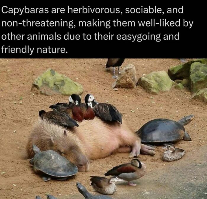 Time Spent Learning About Animals Is Never Wasted, So Here Are 73 Curiosities You Might Appreciate Time Spent Learning About Animals Is Never Wasted, So Here Are 73 Curiosities You Might Appreciate