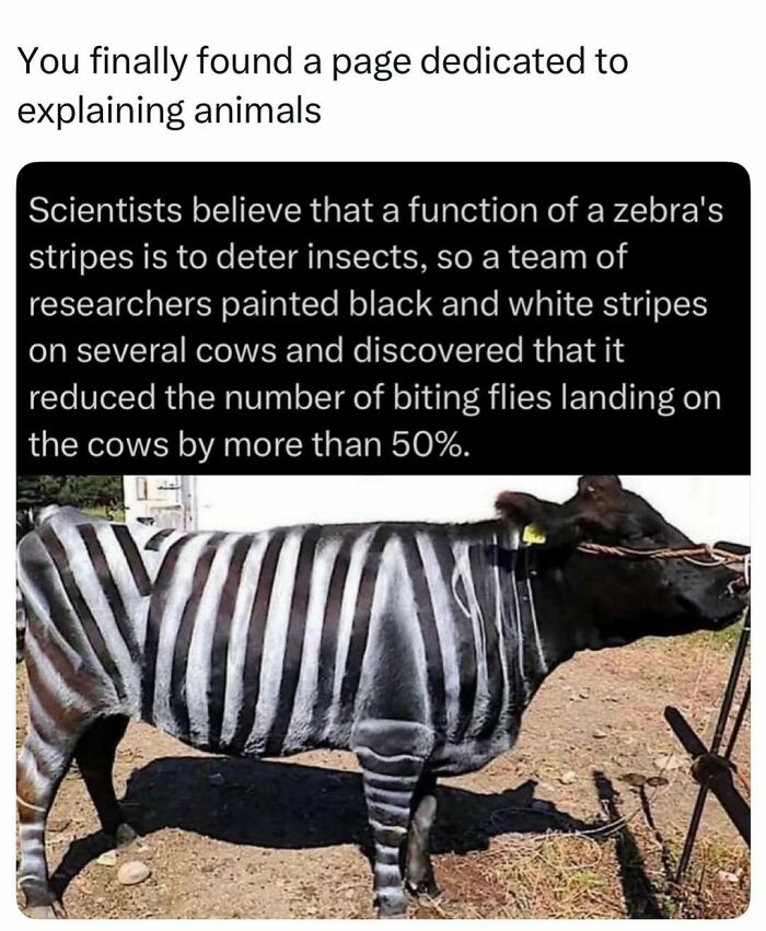 Time Spent Learning About Animals Is Never Wasted, So Here Are 73 Curiosities You Might Appreciate Time Spent Learning About Animals Is Never Wasted, So Here Are 73 Curiosities You Might Appreciate