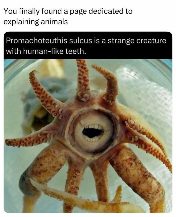 Time Spent Learning About Animals Is Never Wasted, So Here Are 73 Curiosities You Might Appreciate Time Spent Learning About Animals Is Never Wasted, So Here Are 73 Curiosities You Might Appreciate