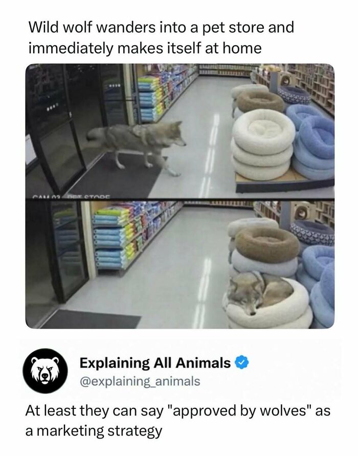 Time Spent Learning About Animals Is Never Wasted, So Here Are 73 Curiosities You Might Appreciate Time Spent Learning About Animals Is Never Wasted, So Here Are 73 Curiosities You Might Appreciate