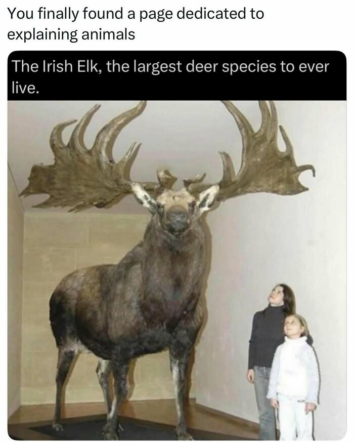 Time Spent Learning About Animals Is Never Wasted, So Here Are 73 Curiosities You Might Appreciate Time Spent Learning About Animals Is Never Wasted, So Here Are 73 Curiosities You Might Appreciate