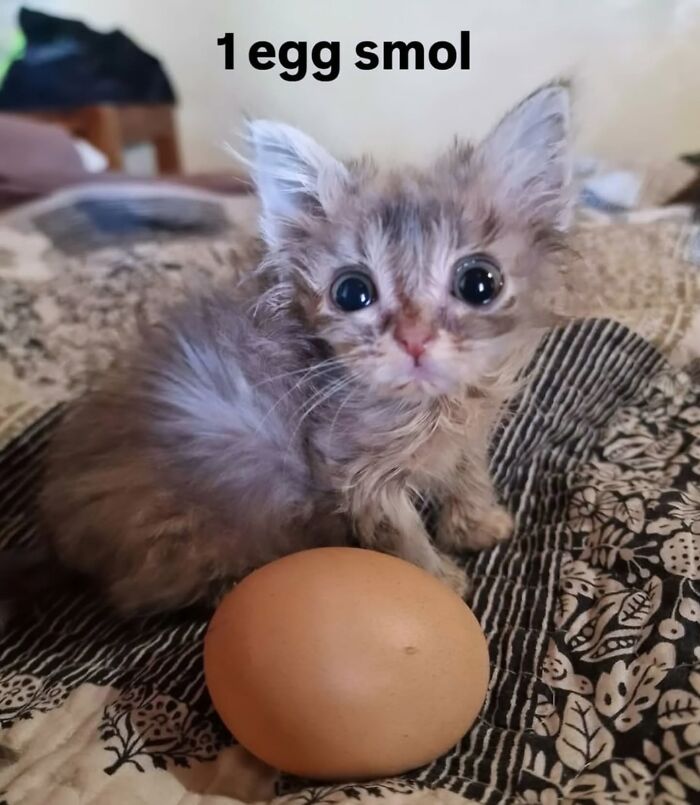 50 Funny Cat Memes That Prove Life Is Better When Cats Are Being Weird