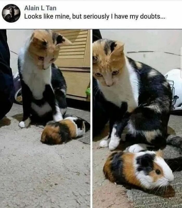 50 Funny Cat Memes That Prove Life Is Better When Cats Are Being Weird