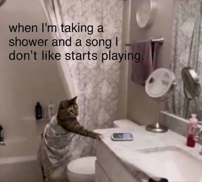 50 Funny Cat Memes That Prove Life Is Better When Cats Are Being Weird