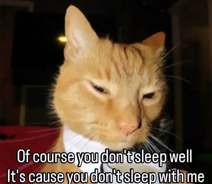 50 Funny Cat Memes That Prove Life Is Better When Cats Are Being Weird