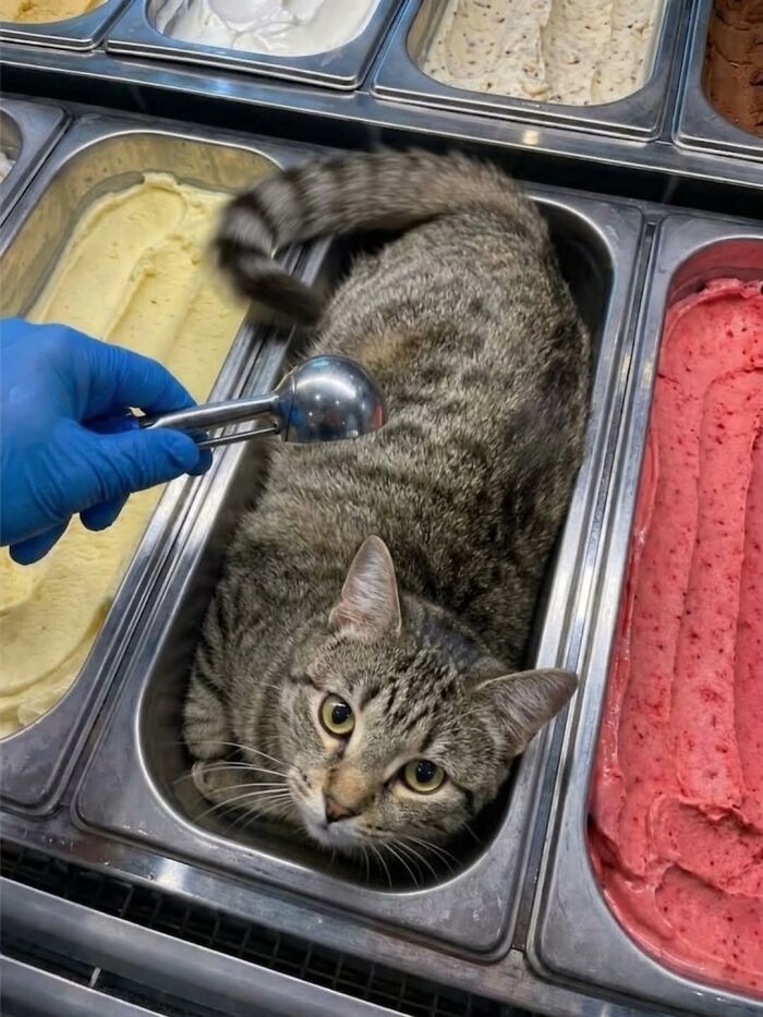 50 Funny Cat Memes That Prove Life Is Better When Cats Are Being Weird