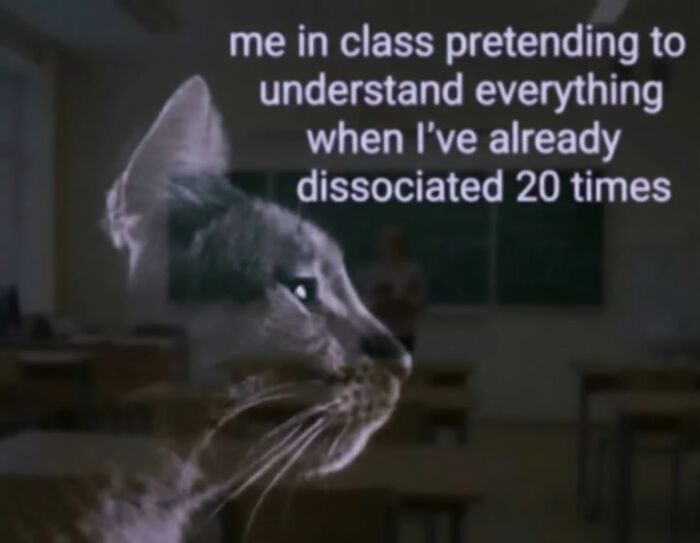 50 Funny Cat Memes That Prove Life Is Better When Cats Are Being Weird