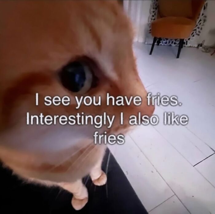 50 Funny Cat Memes That Prove Life Is Better When Cats Are Being Weird