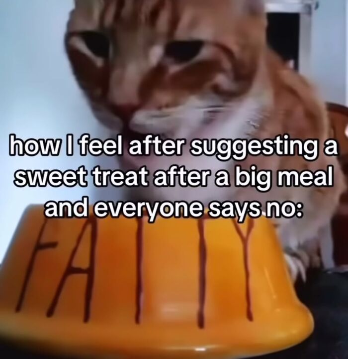 50 Funny Cat Memes That Prove Life Is Better When Cats Are Being Weird