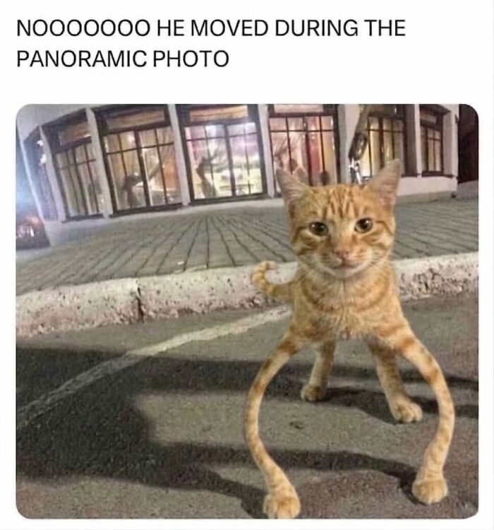 50 Funny Cat Memes That Prove Life Is Better When Cats Are Being Weird