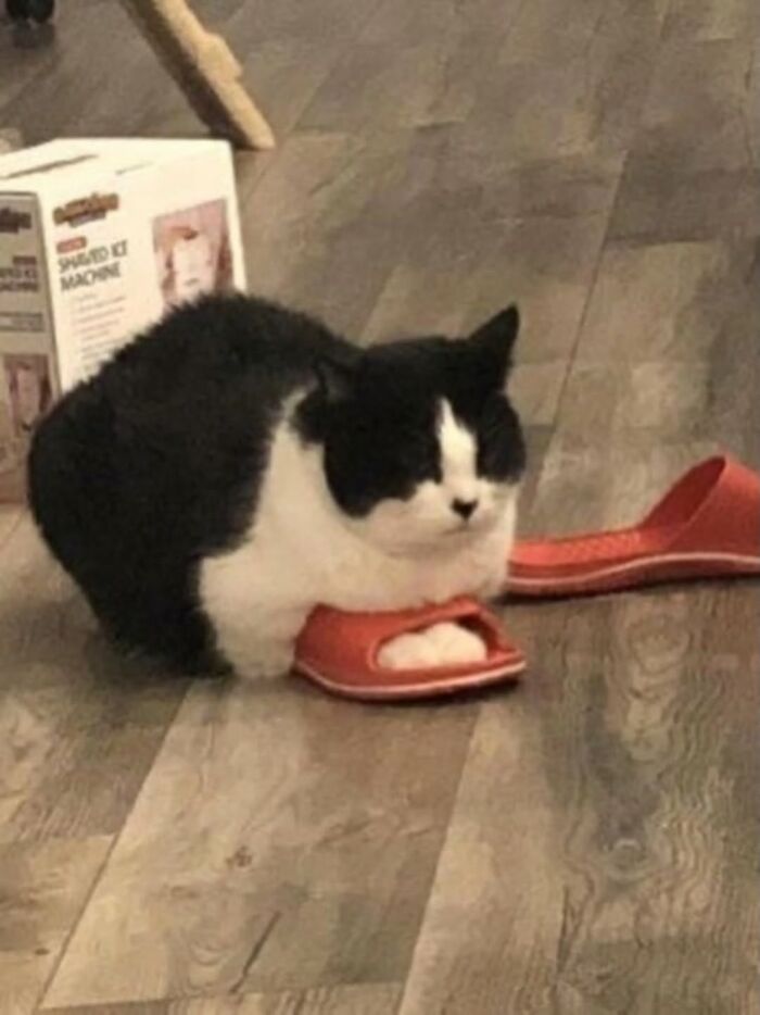 50 Funny Cat Memes That Prove Life Is Better When Cats Are Being Weird
