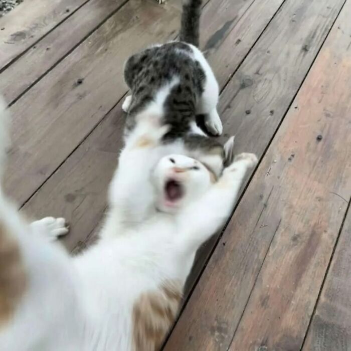 50 Funny Cat Memes That Prove Life Is Better When Cats Are Being Weird