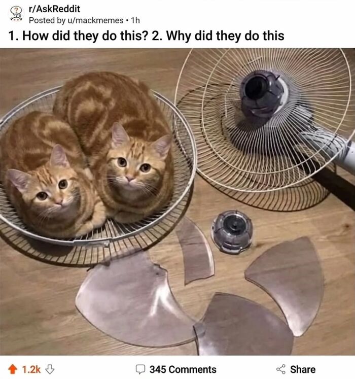 50 Funny Cat Memes That Prove Life Is Better When Cats Are Being Weird