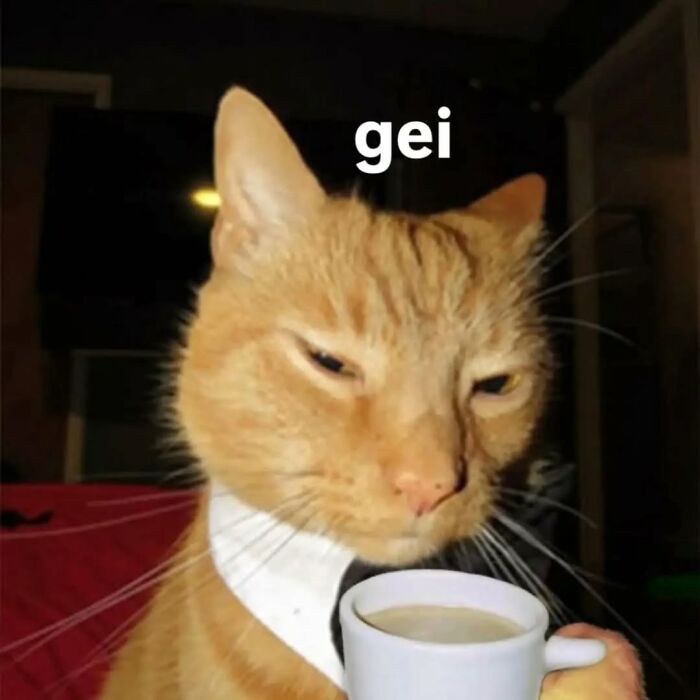 50 Funny Cat Memes That Prove Life Is Better When Cats Are Being Weird