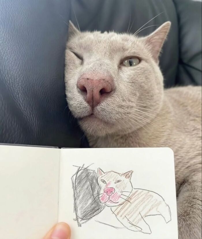 50 Funny Cat Memes That Prove Life Is Better When Cats Are Being Weird