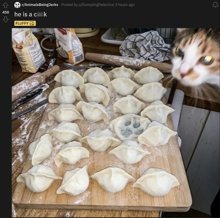 50 Funny Cat Memes That Prove Life Is Better When Cats Are Being Weird
