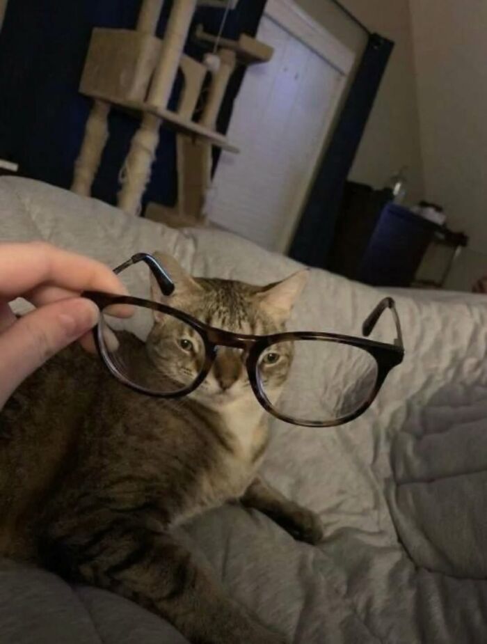 50 Funny Cat Memes That Prove Life Is Better When Cats Are Being Weird