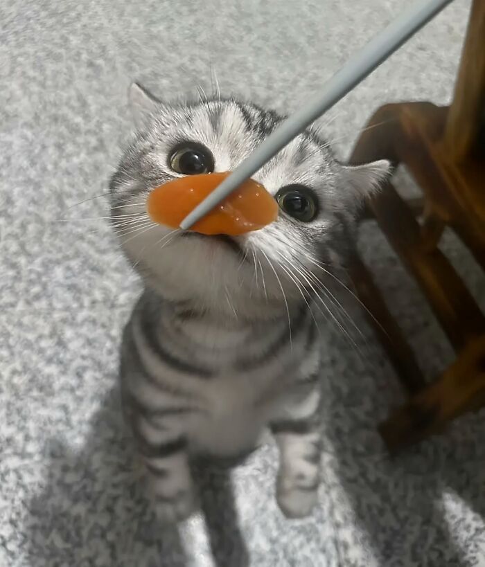 50 Funny Cat Memes That Prove Life Is Better When Cats Are Being Weird