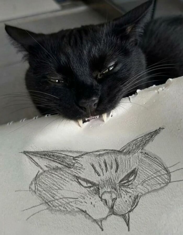 50 Funny Cat Memes That Prove Life Is Better When Cats Are Being Weird