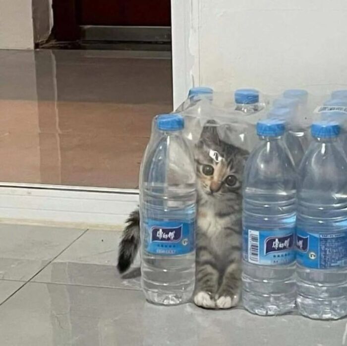 50 Funny Cat Memes That Prove Life Is Better When Cats Are Being Weird