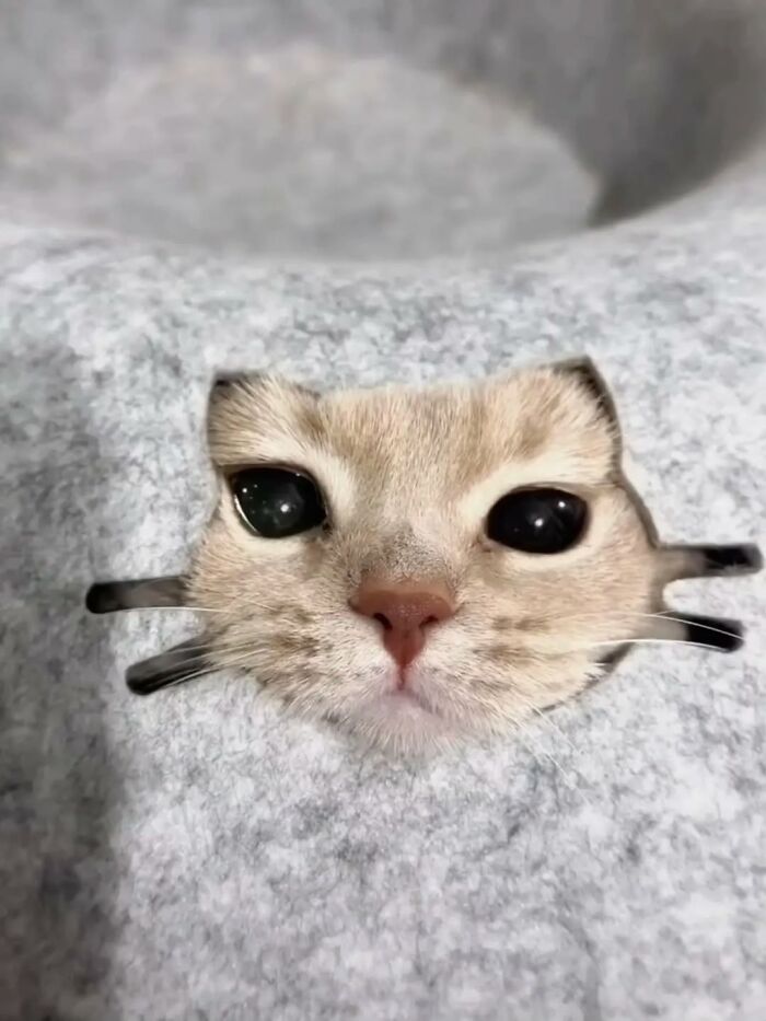 50 Funny Cat Memes That Prove Life Is Better When Cats Are Being Weird