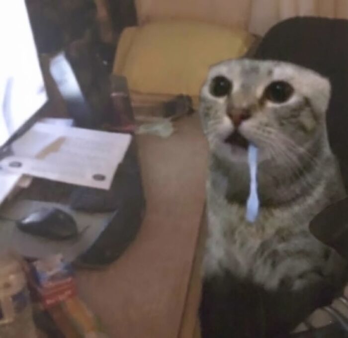 50 Funny Cat Memes That Prove Life Is Better When Cats Are Being Weird