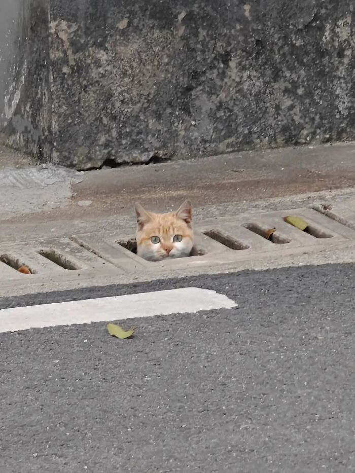 50 Funny Cat Memes That Prove Life Is Better When Cats Are Being Weird