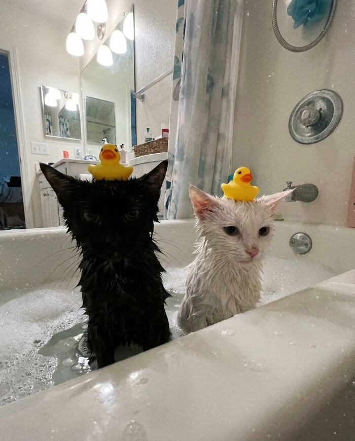 50 Funny Cat Memes That Prove Life Is Better When Cats Are Being Weird