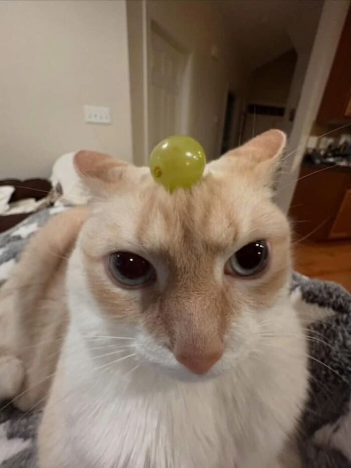50 Funny Cat Memes That Prove Life Is Better When Cats Are Being Weird