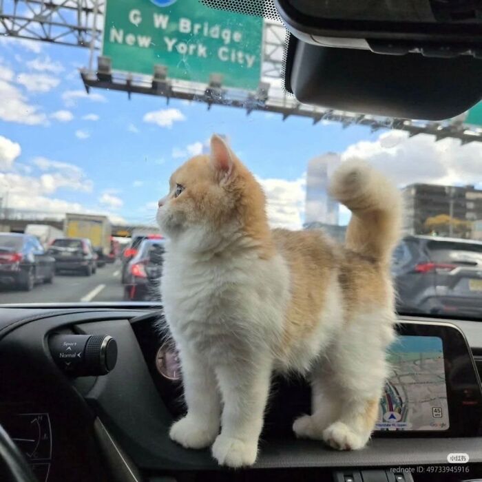 50 Funny Cat Memes That Prove Life Is Better When Cats Are Being Weird