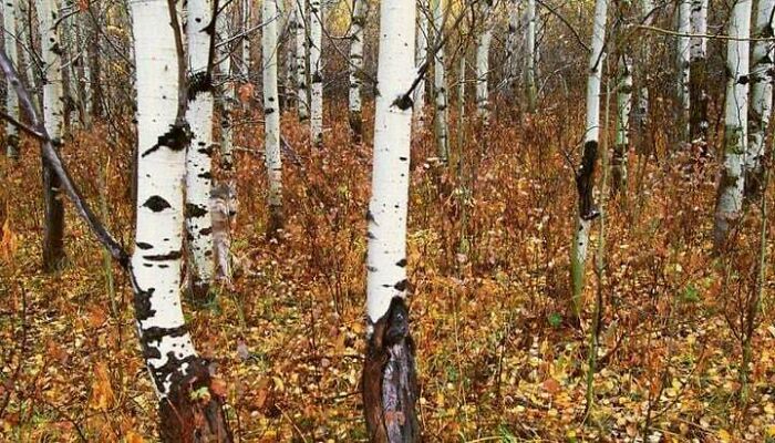 71 Amateur And Veteran Online Detectives Are Sharing Photos With Hidden Details (New Pics)