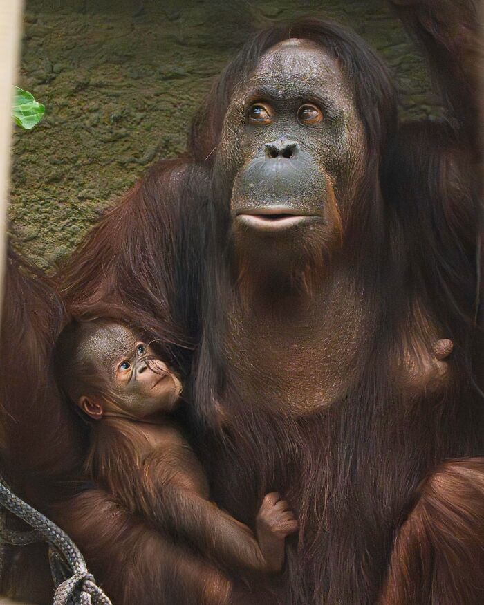 65 Adorable Baby Animals With Their Moms As Shared By ZooBorns 65 Adorable Baby Animals With Their Moms As Shared By ZooBorns