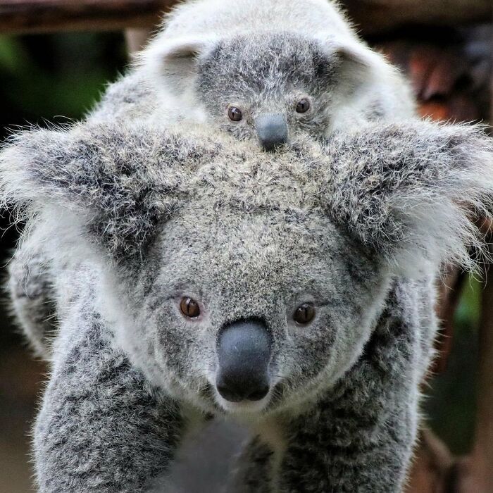 65 Adorable Baby Animals With Their Moms As Shared By ZooBorns 65 Adorable Baby Animals With Their Moms As Shared By ZooBorns