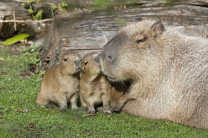 65 Adorable Baby Animals With Their Moms As Shared By ZooBorns 65 Adorable Baby Animals With Their Moms As Shared By ZooBorns