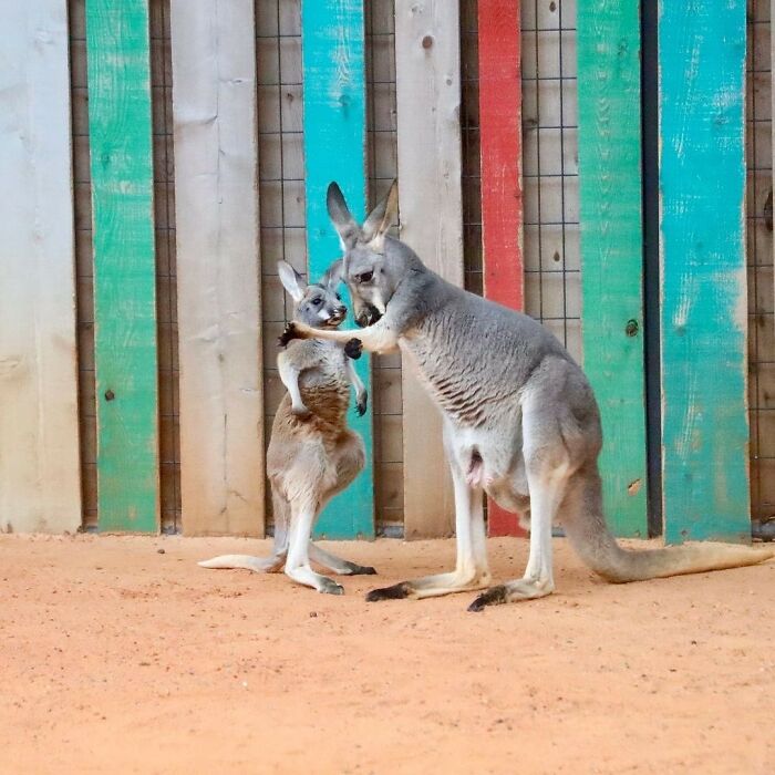 65 Adorable Baby Animals With Their Moms As Shared By ZooBorns 65 Adorable Baby Animals With Their Moms As Shared By ZooBorns