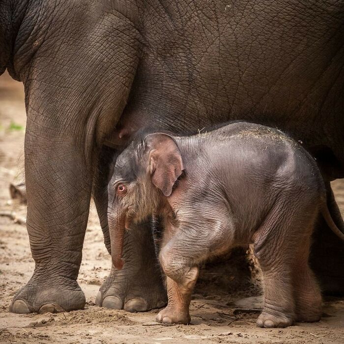 65 Adorable Baby Animals With Their Moms As Shared By ZooBorns 65 Adorable Baby Animals With Their Moms As Shared By ZooBorns