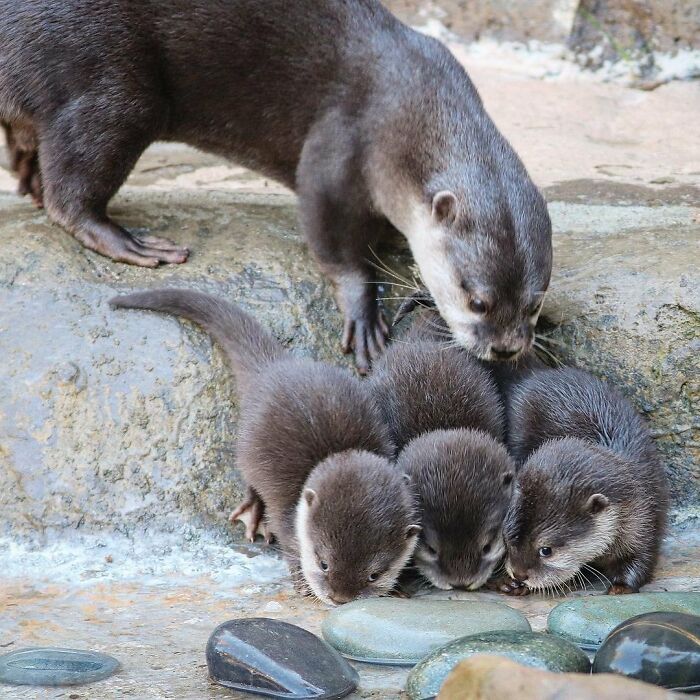 65 Adorable Baby Animals With Their Moms As Shared By ZooBorns 65 Adorable Baby Animals With Their Moms As Shared By ZooBorns