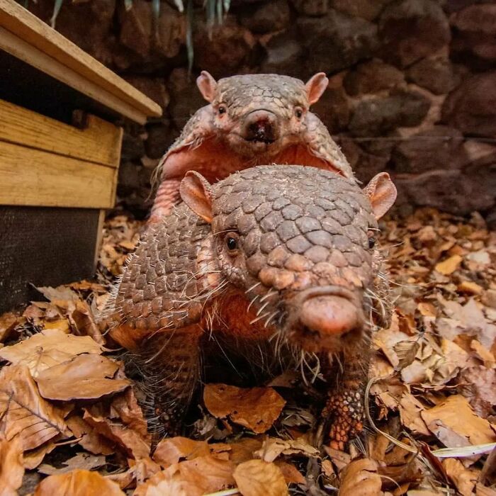 65 Adorable Baby Animals With Their Moms As Shared By ZooBorns 65 Adorable Baby Animals With Their Moms As Shared By ZooBorns