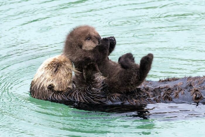 65 Adorable Baby Animals With Their Moms As Shared By ZooBorns 65 Adorable Baby Animals With Their Moms As Shared By ZooBorns