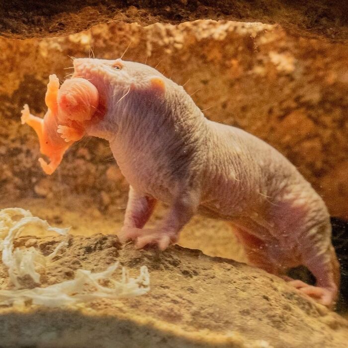 65 Adorable Baby Animals With Their Moms As Shared By ZooBorns 65 Adorable Baby Animals With Their Moms As Shared By ZooBorns
