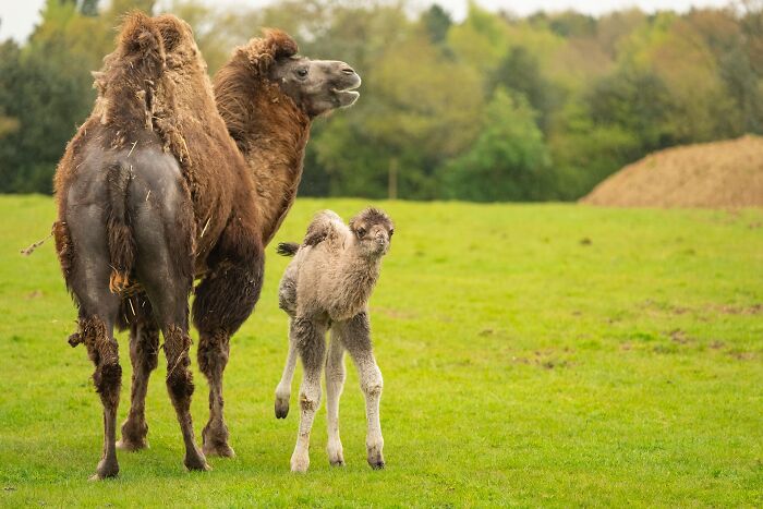 65 Adorable Baby Animals With Their Moms As Shared By ZooBorns 65 Adorable Baby Animals With Their Moms As Shared By ZooBorns