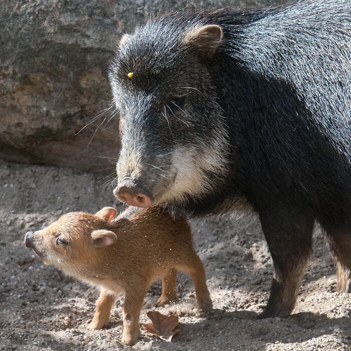 65 Adorable Baby Animals With Their Moms As Shared By ZooBorns 65 Adorable Baby Animals With Their Moms As Shared By ZooBorns