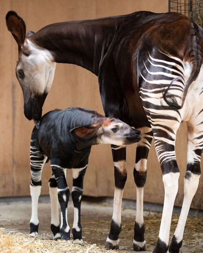 65 Adorable Baby Animals With Their Moms As Shared By ZooBorns 65 Adorable Baby Animals With Their Moms As Shared By ZooBorns