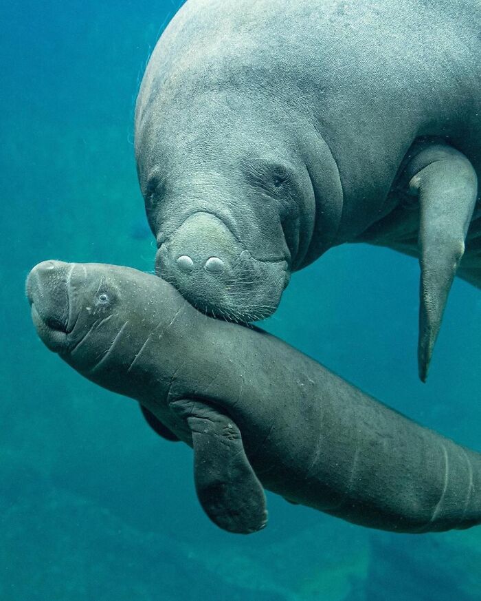 65 Adorable Baby Animals With Their Moms As Shared By ZooBorns 65 Adorable Baby Animals With Their Moms As Shared By ZooBorns