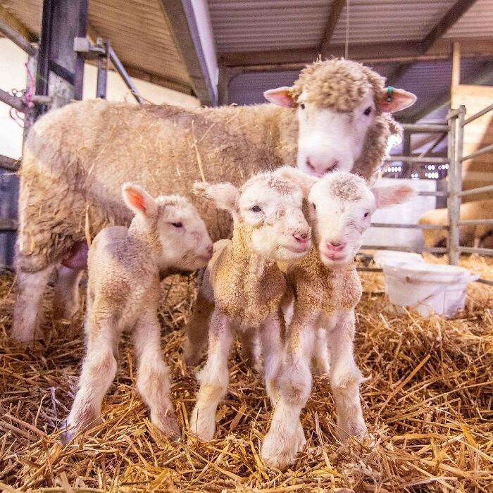 65 Adorable Baby Animals With Their Moms As Shared By ZooBorns 65 Adorable Baby Animals With Their Moms As Shared By ZooBorns