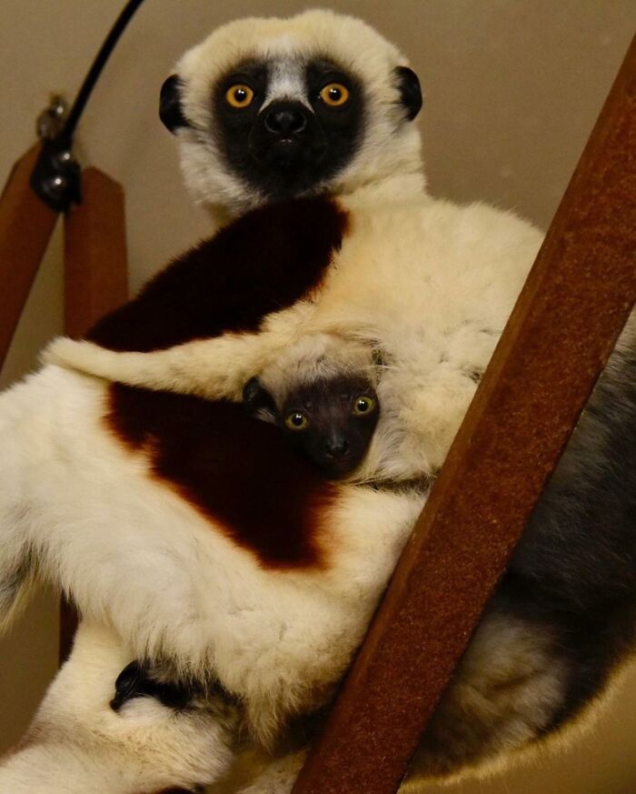 65 Adorable Baby Animals With Their Moms As Shared By ZooBorns 65 Adorable Baby Animals With Their Moms As Shared By ZooBorns
